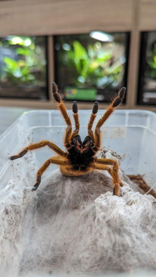 Preview of the first image of Rainforest Exotics - Tarantulas and other Inverts Stocklist.