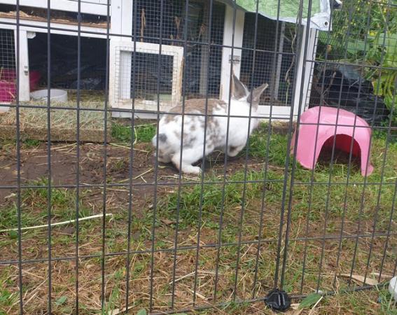 Image 6 of 3 year old mini lop x lion head rabbit and large hutch
