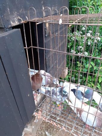 Image 2 of Birmingham roller pigeons 2023 bred