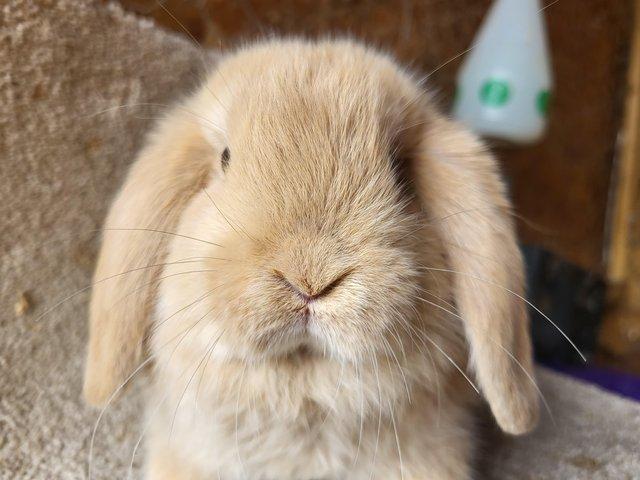 Preview of the first image of Ready Now ... Fawn Mini Lop Buck.