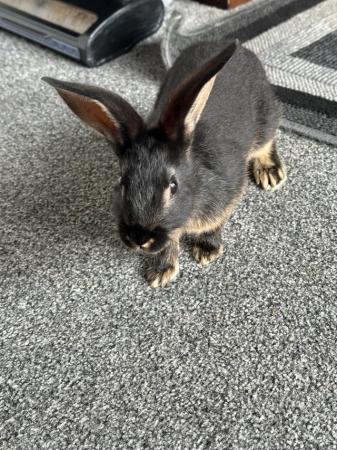 Image 5 of Rabbits for sale ( male bunnies )