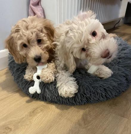 Image 9 of Goldendoodle puppies *** only 1 boy left ready now*