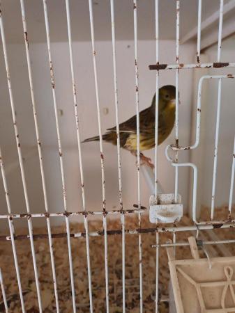 Image 4 of Canaries.  Various ages for sale