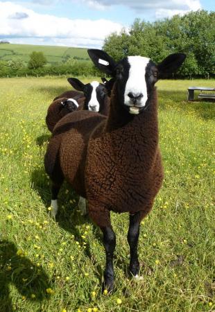 Image 3 of ZWARTBLE S Tup / ram Lambs, MVacc Redgate Pedigree flock