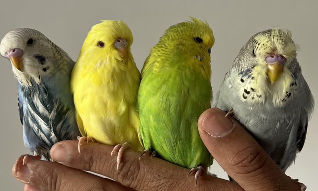 Image 3 of Hand Tame Baby Budgie Parakeets