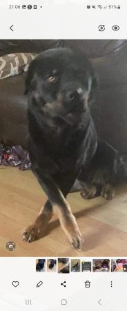 Image 4 of Husky X Rottweiler 4-5 Years Old