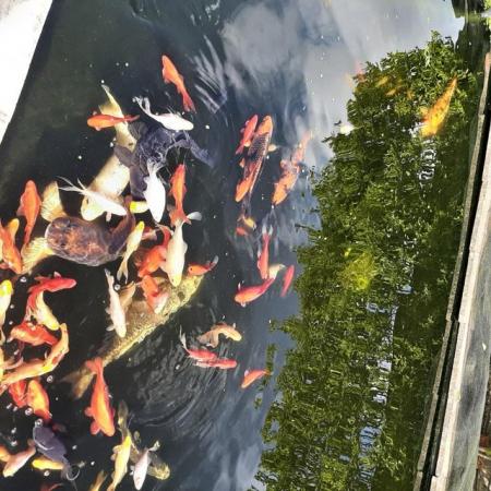 Image 7 of Koi and goldfish for sale