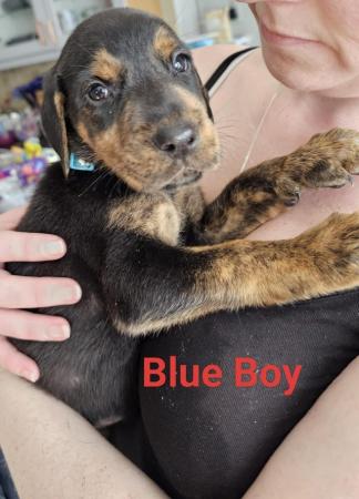 Image 7 of Doberman x Labrador puppies for sale