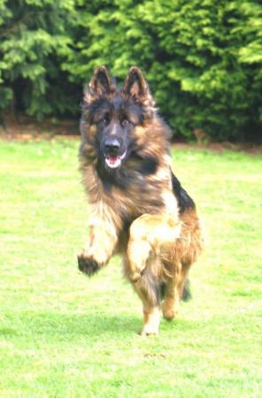 Image 7 of FOR STUD ONLY! Top class Large KC German Shepherd male