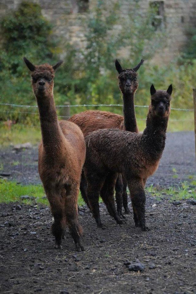 Preview of the first image of Trio of female alpacas, two mated for 2024.