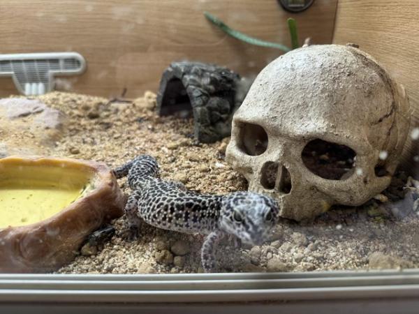 Image 4 of Almost four year old leopard gecko and set up