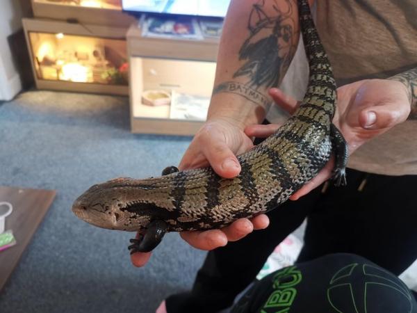 Image 5 of Blue Tongue Skink for rehoming