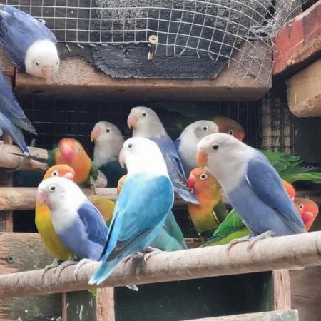 Image 2 of 16 to 24 month old lovebirds for sale