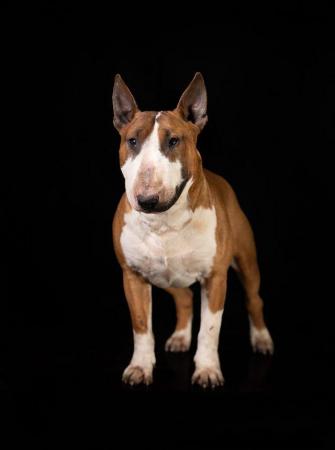 Image 2 of Quality and proven english bull terrier for stud!