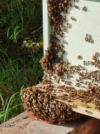 Image 1 of Wanted honey bee swarms removed for free