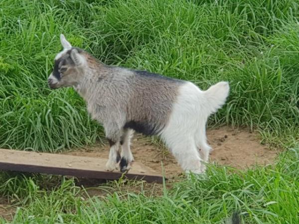 Image 2 of Last 2 Pygmy Goat female nanny kids for sale