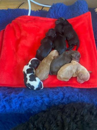 Image 2 of Cockapoo Puppies Available 3rd July