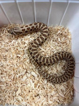 Image 3 of Hognose snake wildtype 100%het toffee belly male