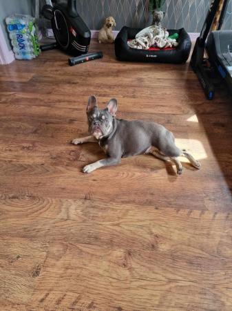 Image 1 of 14 month old Blue fawn Girl french bulldog