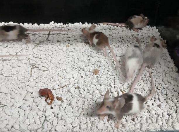 Image 10 of Naked , Tri coloured , curly coated , Fancy coloured mice