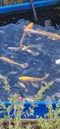 Image 2 of Koi carp and a various selection of beautifull orf and golde