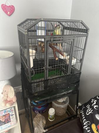 Image 2 of Conure parrot and cage food etc…