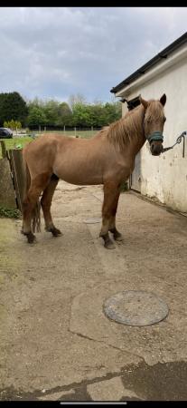Image 3 of 13.3hh Welsh C x cob for sale