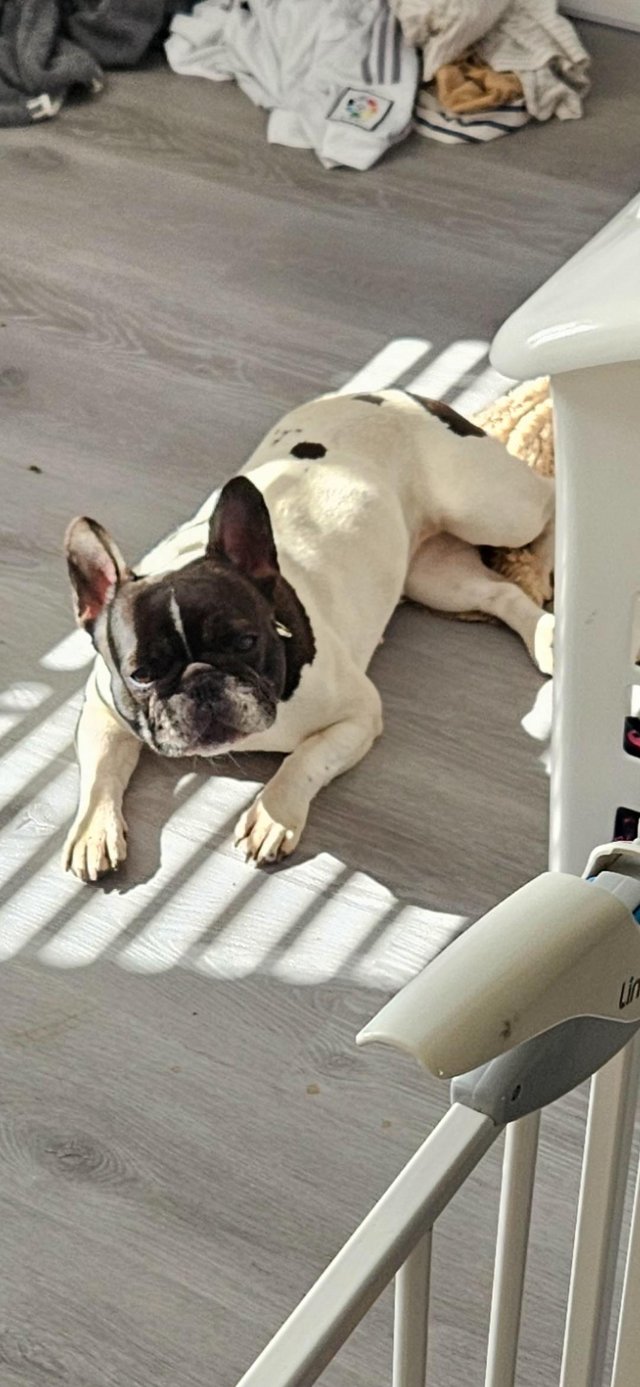 Preview of the first image of French bulldog female, 5 half years old..