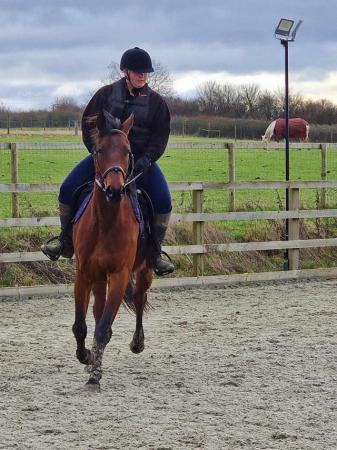 Image 2 of Golette - 15.3, 8 year old Thoroughbred cross