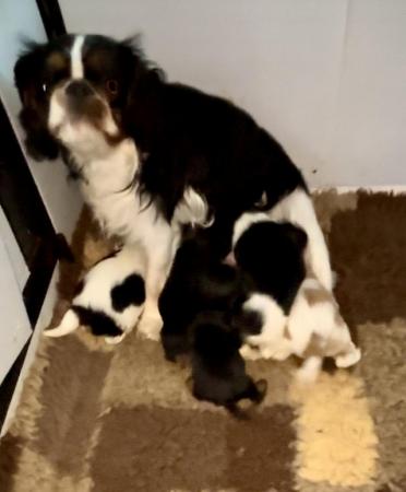 Image 5 of King Charles Spaniel Puppies