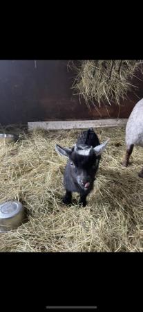 Image 3 of Pygmy goats kids looking for their forever homes