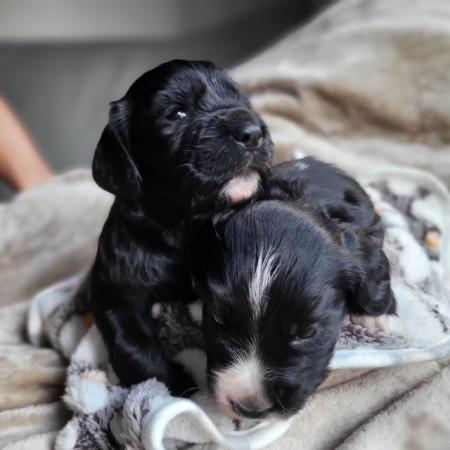 Image 2 of KC registered working cocker spaniel puppies