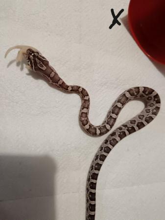 Image 8 of Corn Snakes only few left 10 months old