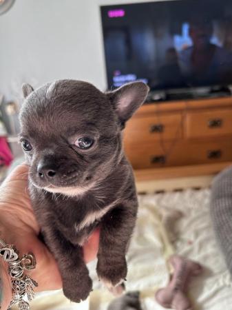 Image 4 of Chihuahua smoothcoat Apple head lil boy (ready 10th June)
