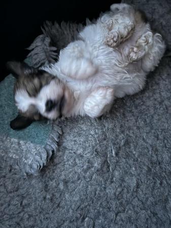 Image 1 of For sale Lhasa apso boy puppy