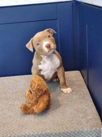 Image 1 of Lilac/fawn/tri pocket bully puppies for sale