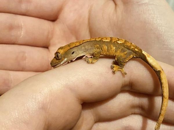 Image 4 of 7 month pos female black and orange crested gecko