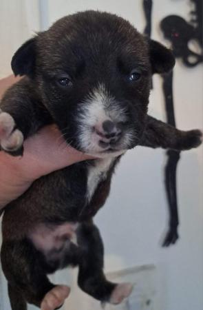 Image 7 of Beautiful wesite x Yorkshire x Jack Russell puppies