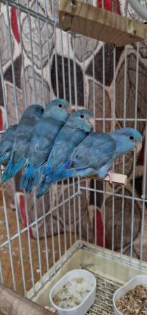 Image 3 of Handreared Blue parrotlets looking for new home