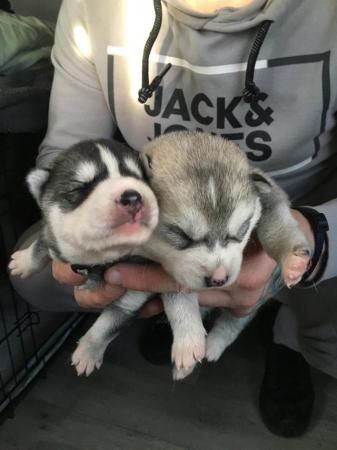 Image 10 of Gorgeous Siberian husky puppies for sale!