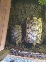 Image 2 of 2 healthy male leopard tortoise 18 and 8yrs old