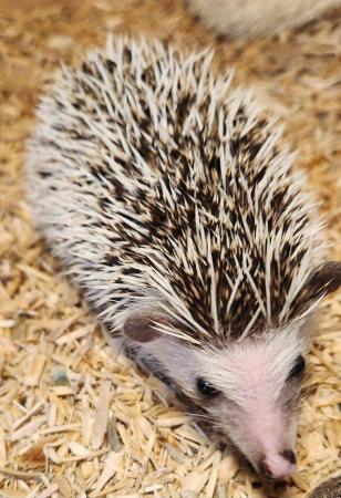 Image 3 of CUTE BABY AFRICAN PYGMY HEDGEHOGS