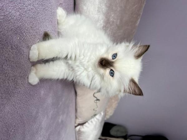 Image 4 of Rare Chocolate Mitted Pure Ragdoll male boy kitten Ready