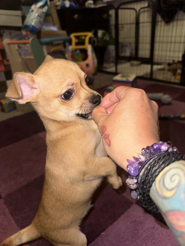 Preview of the first image of Gorgeous Chihuahua Puppy - Male.
