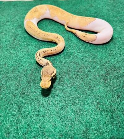 Image 4 of Pastel, mojave, pied ball python
