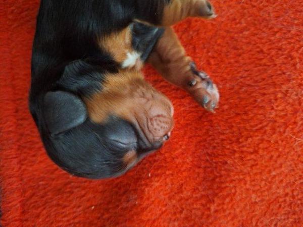 Image 2 of Fully Health Tested Litter of Cavalier Puppies