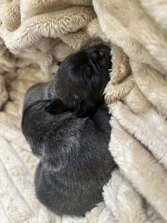Image 2 of Frugs- frenchie x pug puppies
