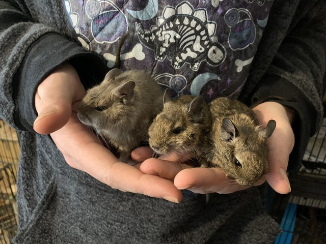 Degu Babies Degu Babies Baby Degu Canvas Retailer Print
