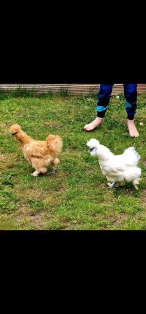 Image 1 of 1.5 year old USA bearded silkies with coop