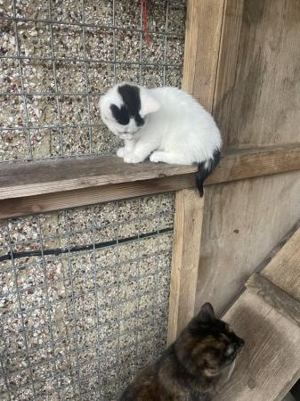 Image 2 of Black and white female kitten